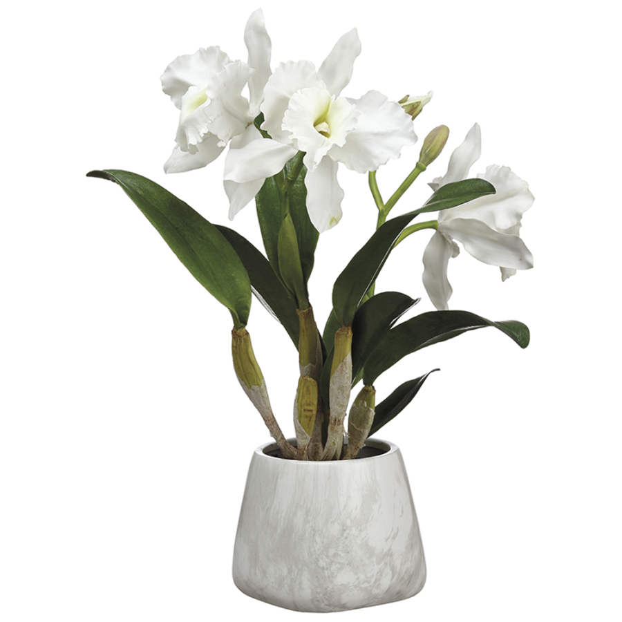 Cattleya Orchid Plant in Terra Cotta Pot