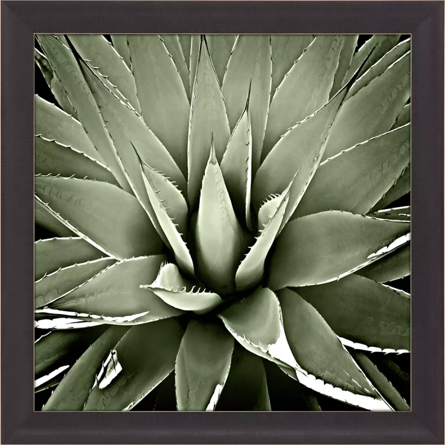 Green Succulent III