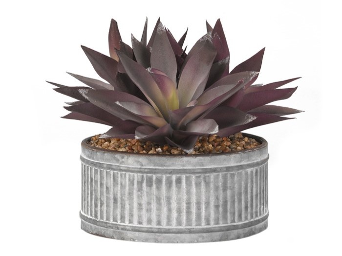 Purple Aloe in Round Tin Planter