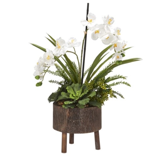 White Orchids in Round Wood Planter