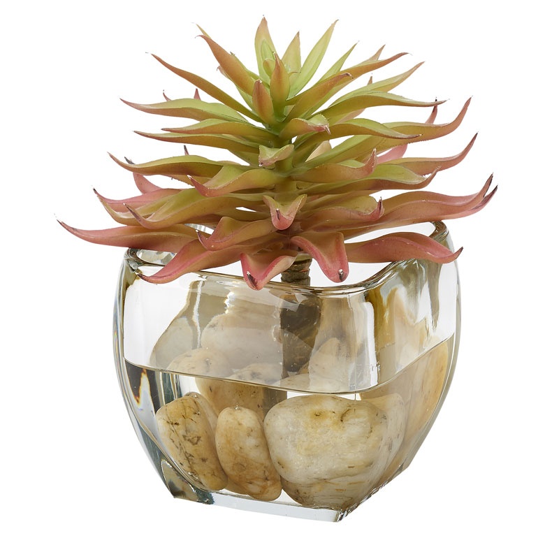 Pink Single Stem Succulent in Glass Cube