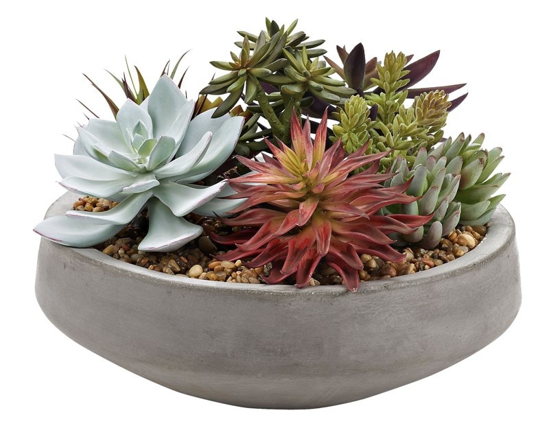 Assorted Succulents and Echeveria in Cement Bowl