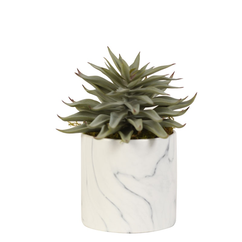 Green Succulent in Round Marble Planter