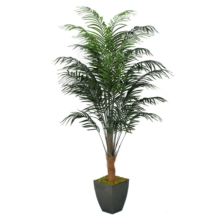 Dwarf Areca Palm in Square Metal Planter