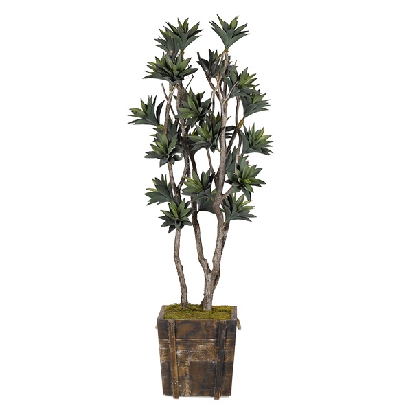 Green Agave Tree in Square Wooden Planter