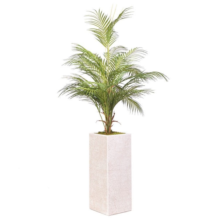 Areca Palm in White Square Planter