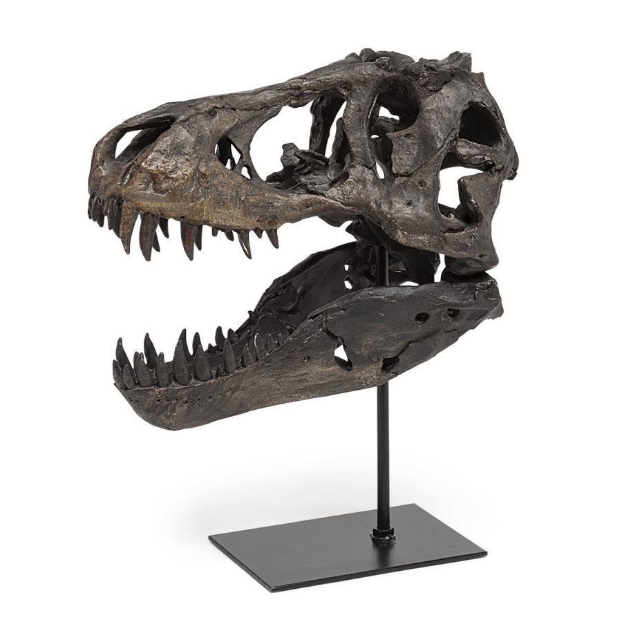 Tyrannosaurus Skull Replica