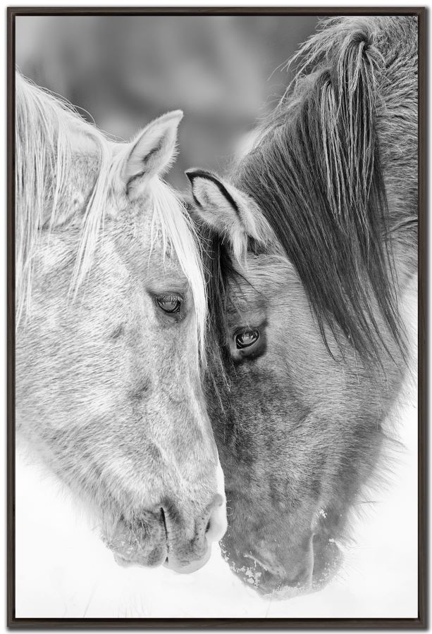 Black and White Horses