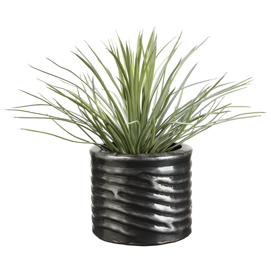 Yucca Plant in Ribbed Planter