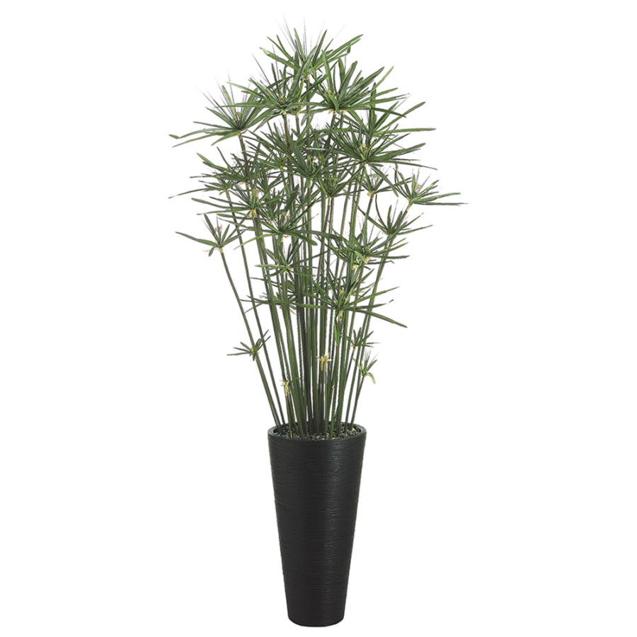 Cypress Grass in Bamboo Container