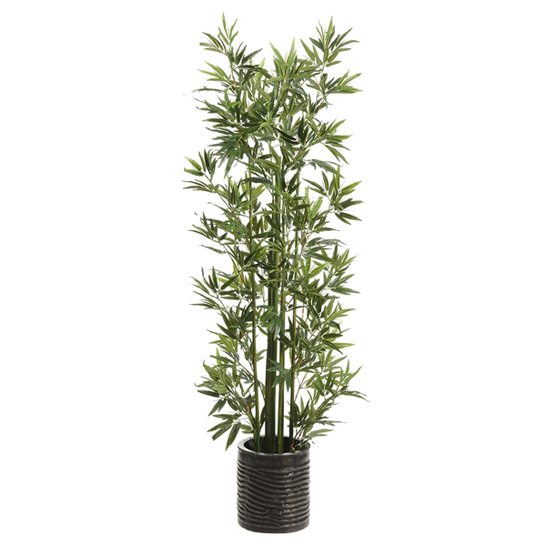 Bamboo Tree in Ribbed Planter